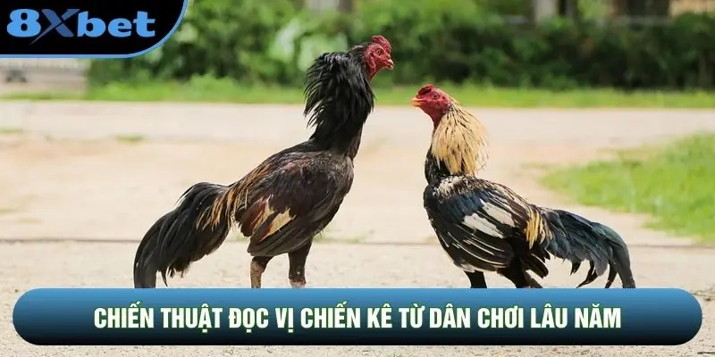Chiến thuật đọc vị chiến kê từ dân chơi lâu năm