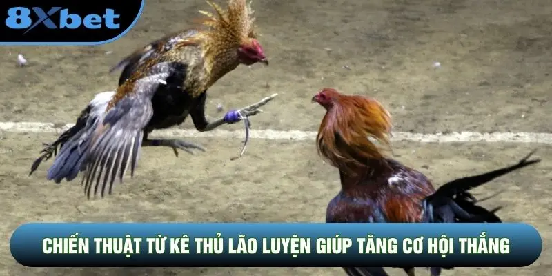 Chiến thuật từ kê thủ lão luyện giúp tăng cơ hội thắng Chiến thuật từ kê thủ lão luyện giúp tăng cơ hội thắng