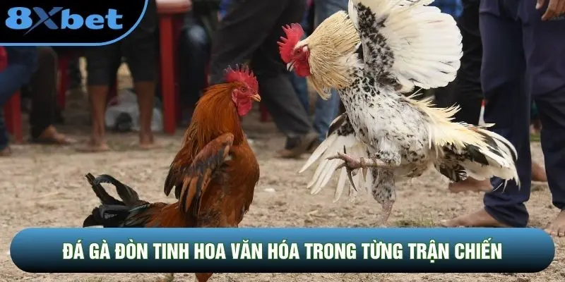 Đá gà đòn tinh hoa văn hóa trong từng trận chiến