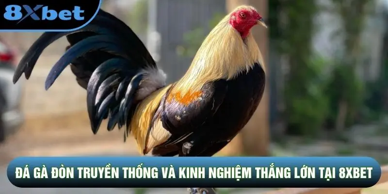 Đá Gà Đòn Truyền Thống Và Kinh Nghiệm Thắng Lớn Tại 8XBET
