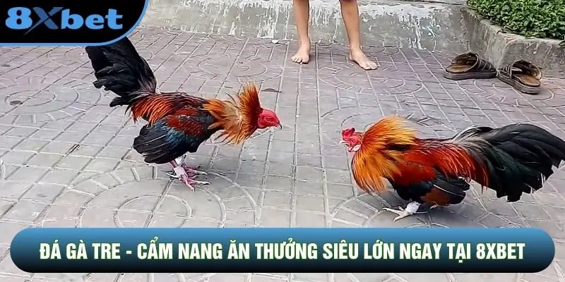 Đá Gà Tre - Cẩm Nang Ăn Thưởng Siêu Lớn Ngay Tại 8XBET