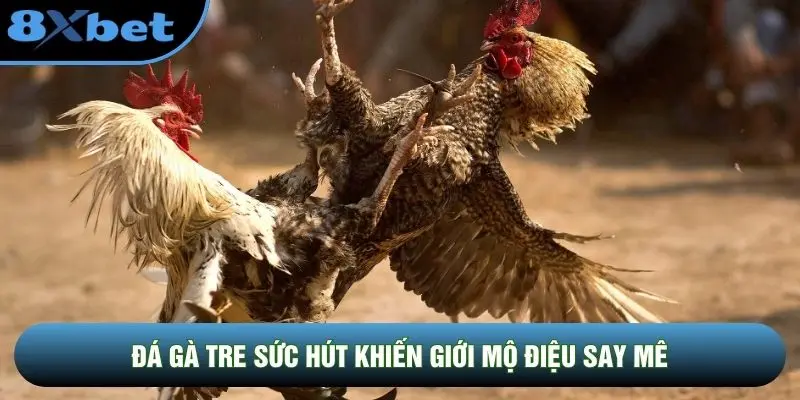 Đá gà tre sức hút khiến giới mộ điệu say mê