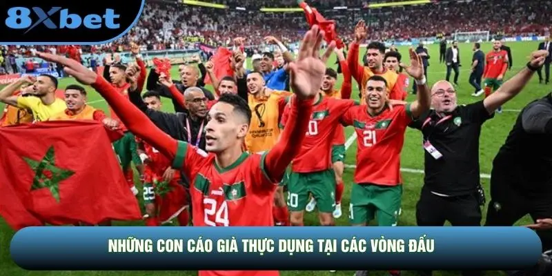 Những con cáo già thực dụng tại các vòng đấu