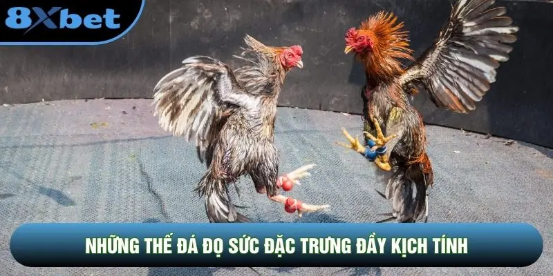 Những thế đá đọ sức đặc trưng đầy kịch tính